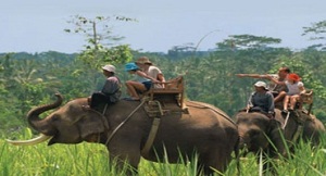 elephant-ride-tours-bali-golden-tour